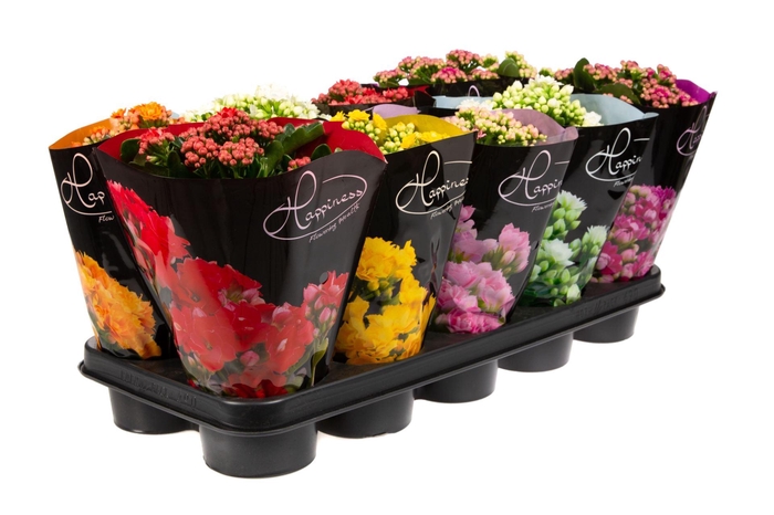 <h4>Kalanchoe gevuld Rose Flowers gemengd 5klr.</h4>