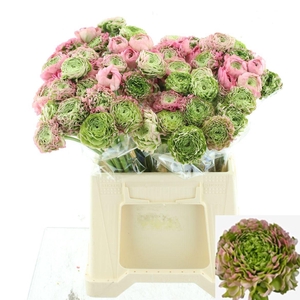 RAN PON PON HERMIONE