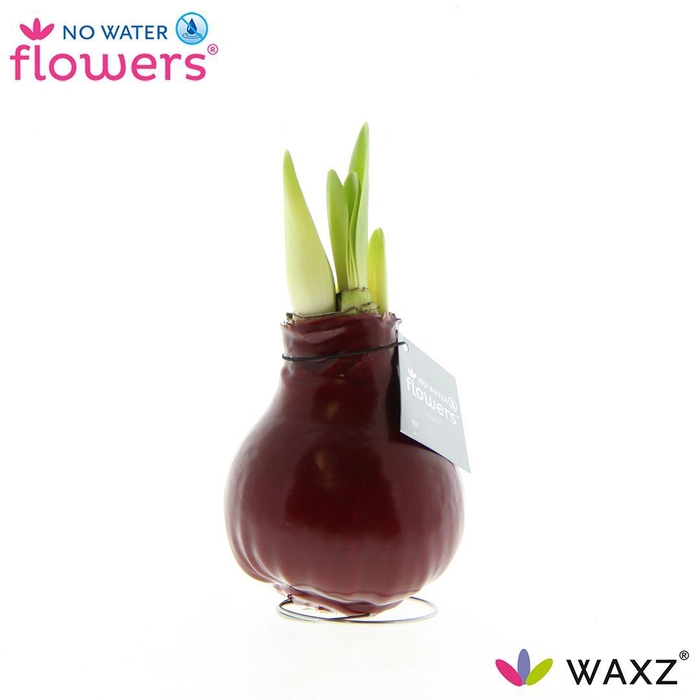 <h4>No Water Flowers Waxz® Bordeaux</h4>