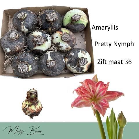 <h4>HIPP BULB PRETTY NYMPH</h4>