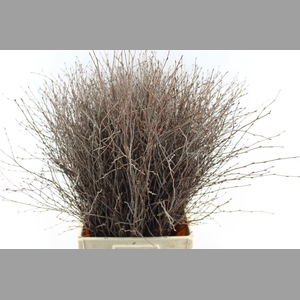 Betula Xxl
