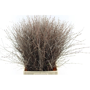 Betula Xxl