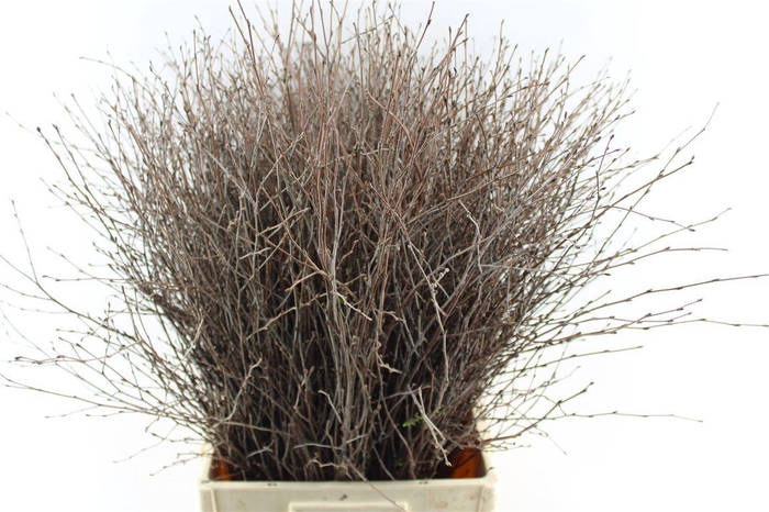 <h4>Betula Xxl</h4>