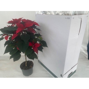 EUPHOR POINSETTIA STEM RED P19