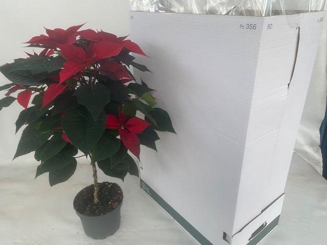 <h4>EUPHOR POINSETTIA STEM RED P19</h4>