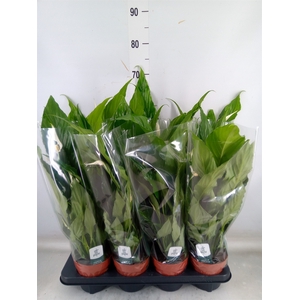 Spathiphyllum  'Sweet Chico'