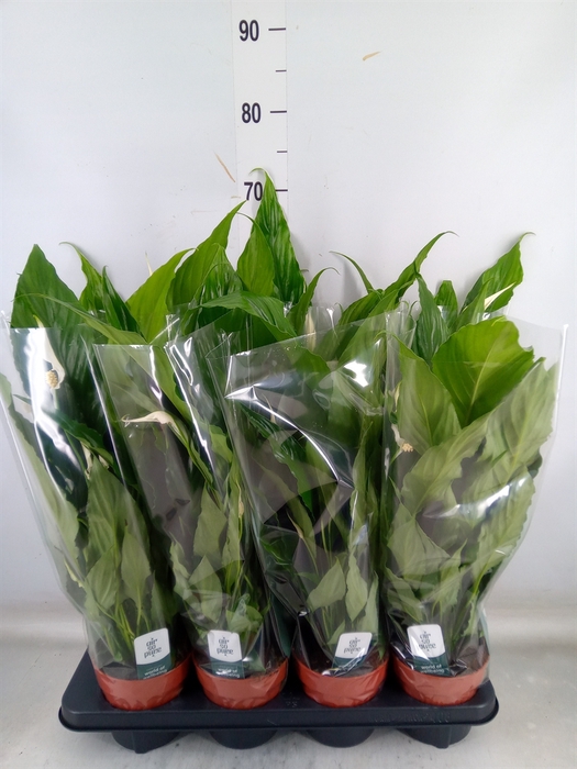 <h4>Spathiphyllum  'Sweet Chico'</h4>