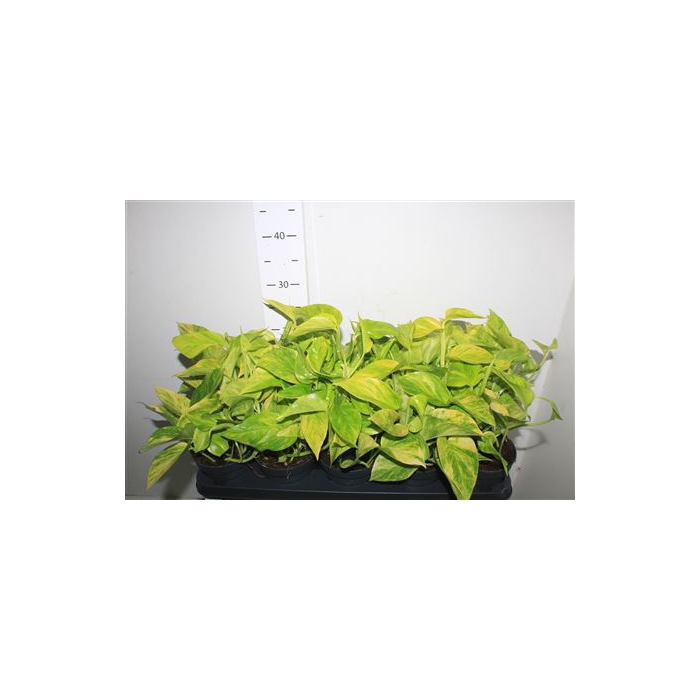 <h4>Epipr Hicolor</h4>