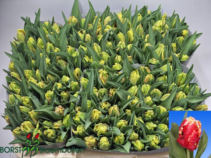 <h4>TU PA DEE JAY PARROT</h4>