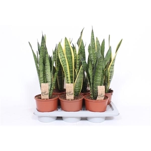 Sansevieria trifasciata overig