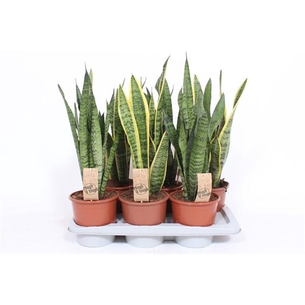<h4>Sansevieria trifasciata overig</h4>