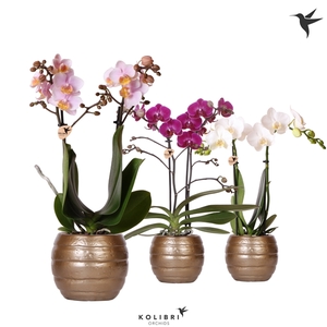 Kolibri Orchids Phalaenopsis mix 2 spike in Bee pot