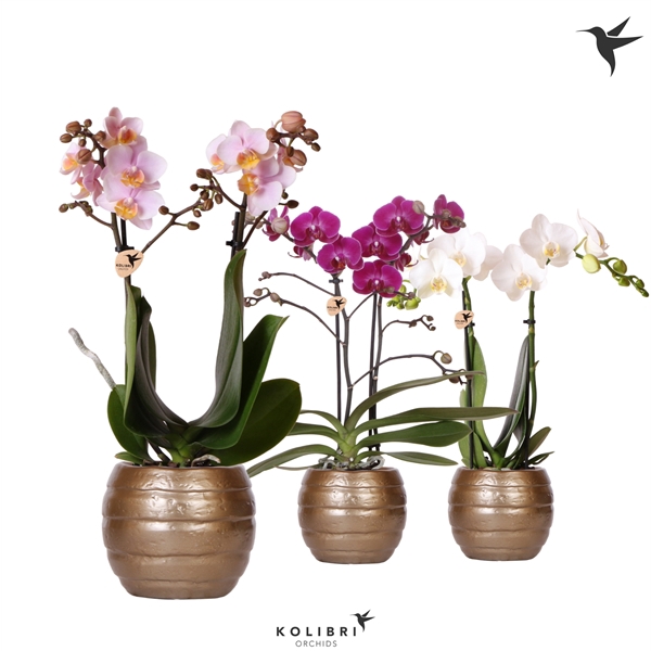 <h4>Kolibri Orchids Phalaenopsis mix 2 spike in Bee pot</h4>