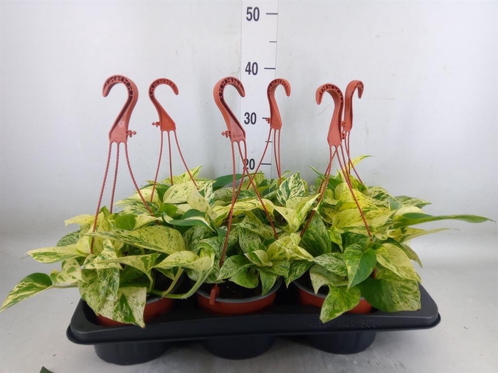 <h4>Epipremnum   ...</h4>