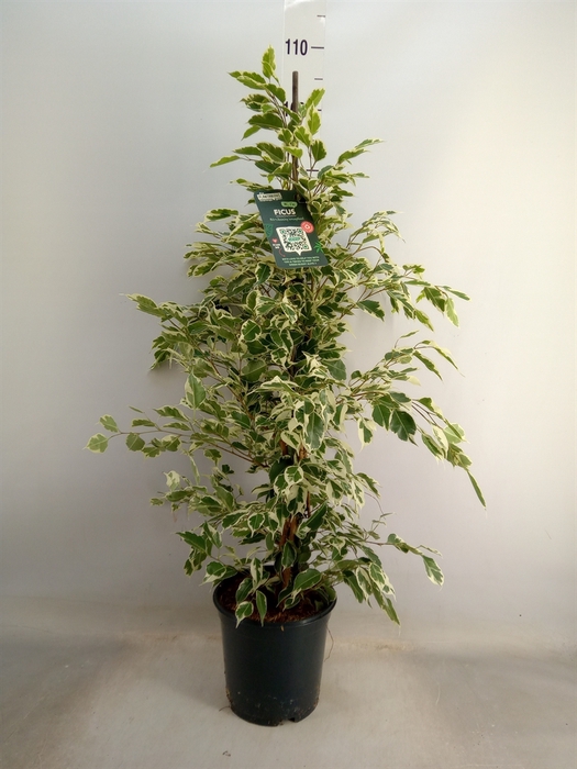 <h4>Ficus benja. 'Twilight'</h4>