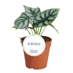 Alocasia