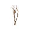 Syringa Branch Extra Eschard