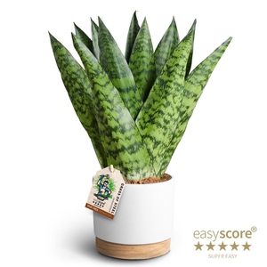 SANSEVIERIA TRIFASCIATA