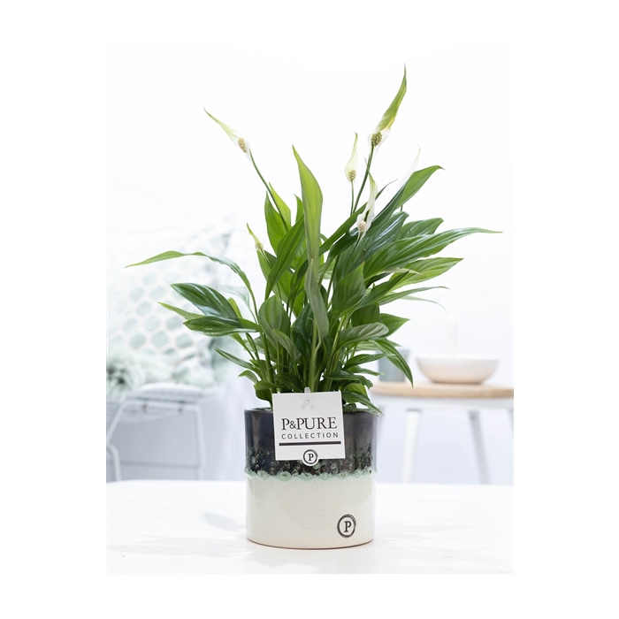 <h4>Spathiphyllum in P&PURE Illusion cer. (perfectly imperfectable)</h4>