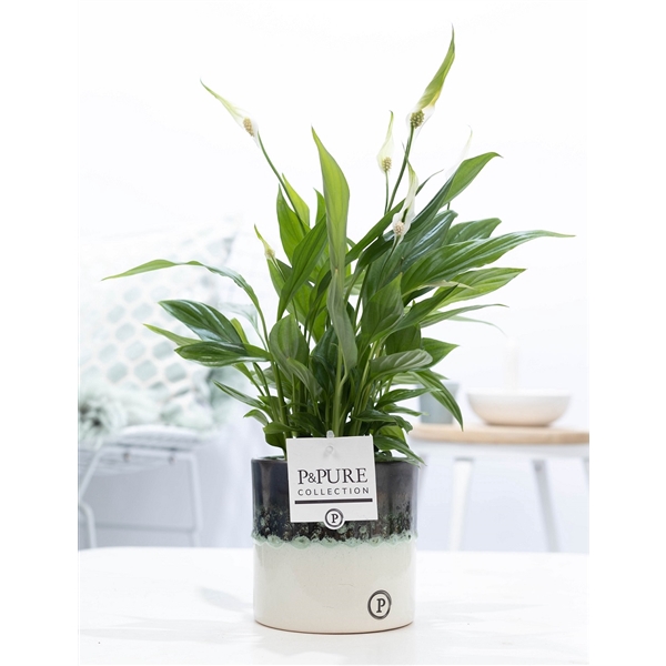 <h4>Spathiphyllum in P&PURE Illusion cer. (perfectly imperfectable)</h4>