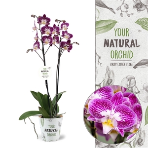 Your Natural Orchid | Nicole Uniquole | Phalaenopsis 2 spike