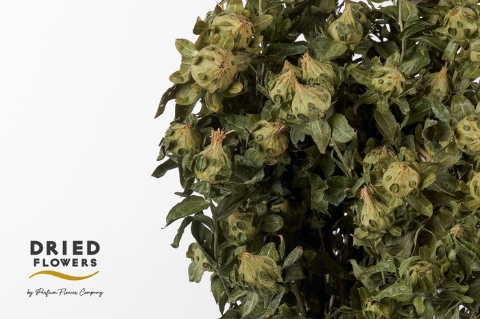 Dried Bleached Carthamus