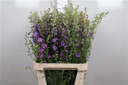 <h4>Cons R Q Violet/ Lilac</h4>