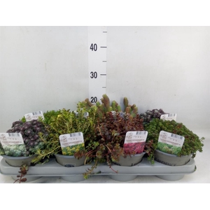 Rotsplanten   ...mix   [Rock plant]