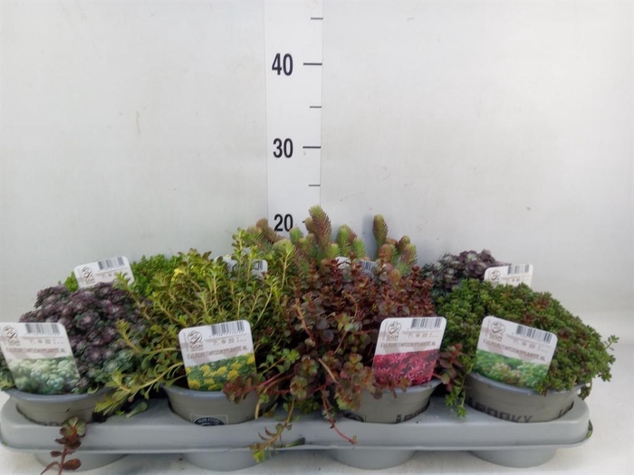 <h4>Rotsplanten   ...mix   [Rock plant]</h4>