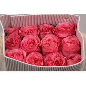 R Gr Pink X-pression Ec