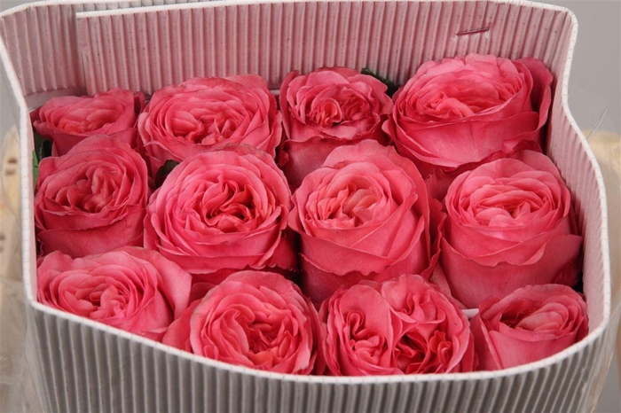 <h4>R Gr Pink X-pression Ec</h4>