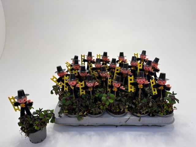 <h4>OXALIS DEPPEI</h4>