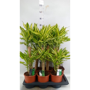 Dracaena frag. 'Yellow Coast'