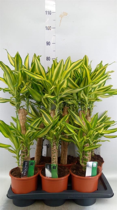 <h4>Dracaena frag. 'Yellow Coast'</h4>