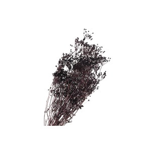 Bupleurum Brown