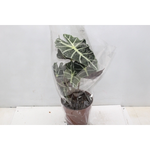 ALOCASIA POLLY P17