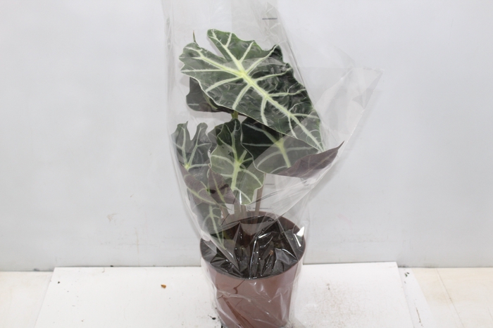 ALOCASIA POLLY P17
