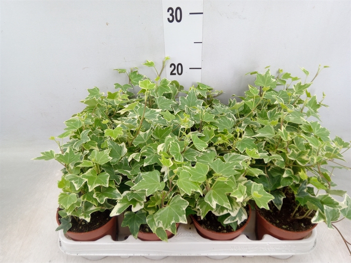 <h4>Hedera helix 'Eva'</h4>