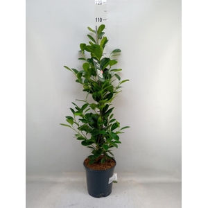 Ficus microcarpa 'Moclame'