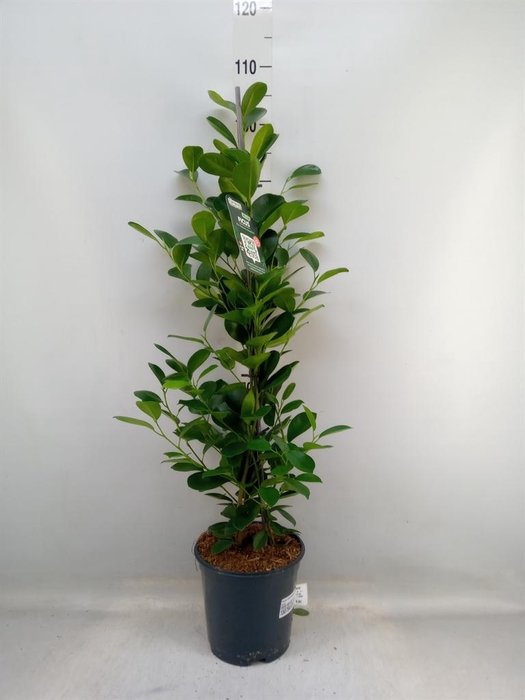 <h4>Ficus microcarpa 'Moclame'</h4>