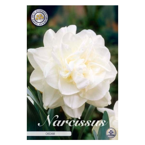 <h4>Narcissus Double obdam x5 14/16</h4>