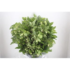 Hoppe ( Carpinus) P Bunch