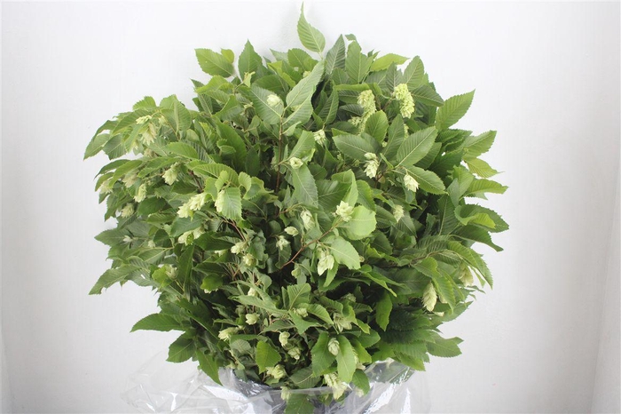 <h4>Hoppe ( Carpinus) P Bunch</h4>