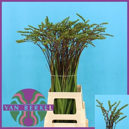 <h4>Crocosmia Bes Lucifer</h4>