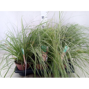Carex oshimensis 'Everest'