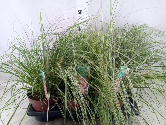 <h4>Carex oshimensis 'Everest'</h4>