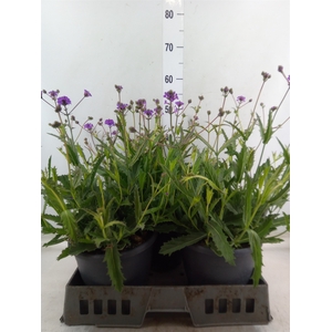 Verbena rigida