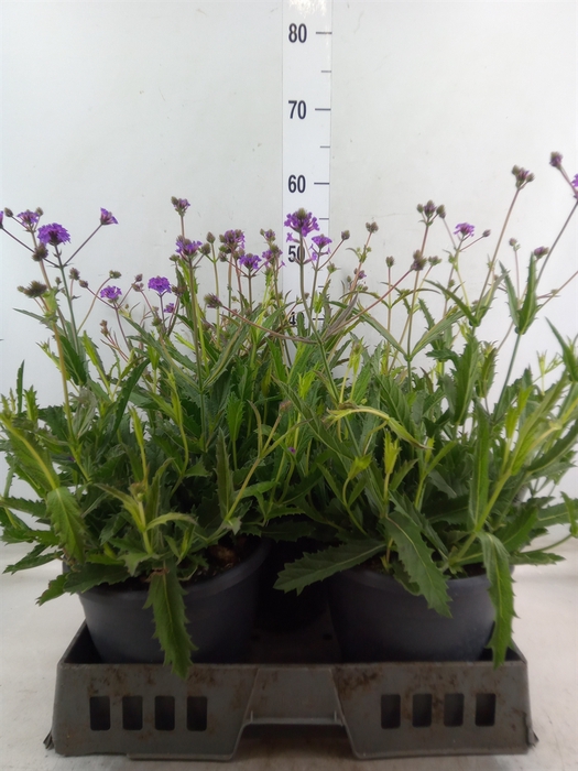 <h4>Verbena rigida</h4>