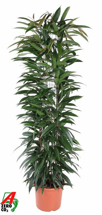 <h4>Ficus Alii King zuil P27 (NO GAP)</h4>