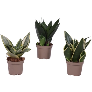 Sansevieria Compacta Mix pot ø09cm in Carbon Free pot